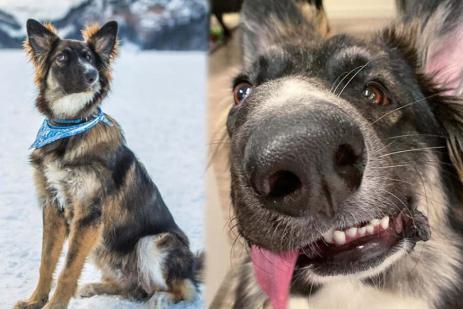 Brodie, der Hund mit der schiefen Schnauze.