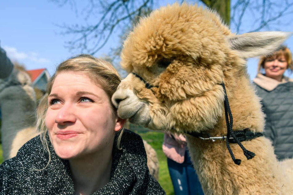 Ein Alpaka berührt mit seiner Schnauze das Gesicht von Andrea, die vorher einen Spaziergang mit dem Tier gemacht habt.