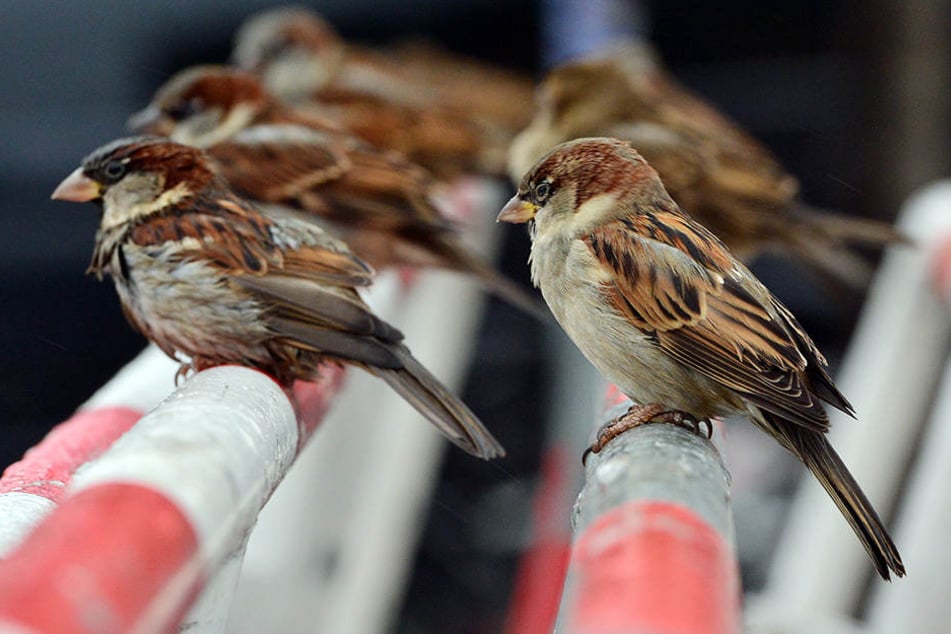 Der Spatz ist ein sehr geselliger Vogel. Er mag es, wenn viele Artgenossen um ihn herum sind.