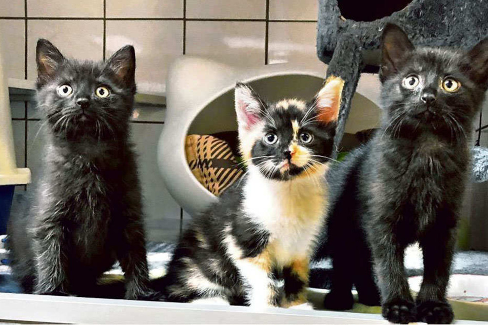 Sie sind zuckersüß: Die beiden Kater und die kleine Schwester (Mitte) können bald ins neue Zuhause umziehen.