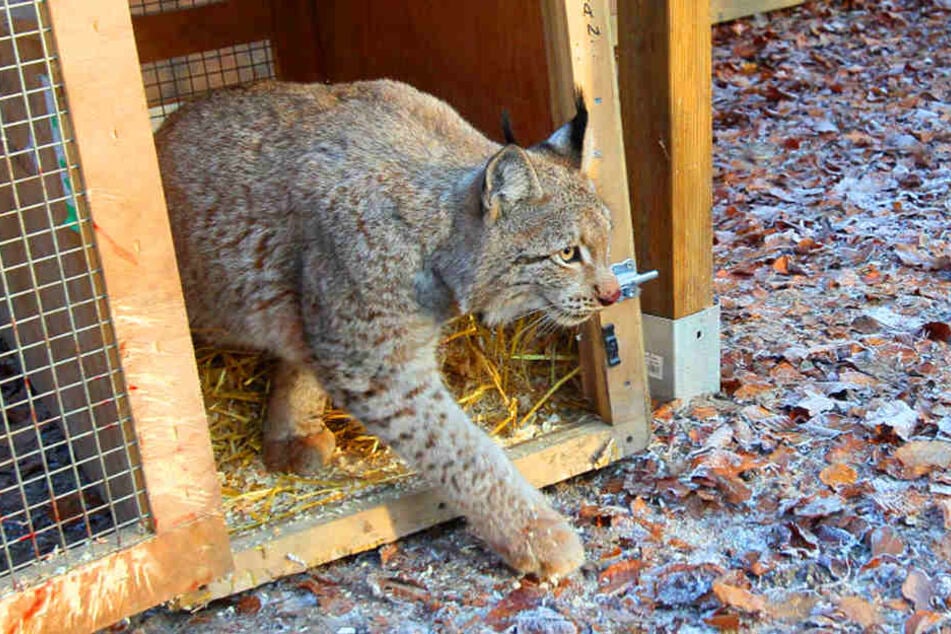 Bei seiner Ankunft im Tierpark Herford wagte sich Luchs Sieghard nach und nach aus seinem Käfig.