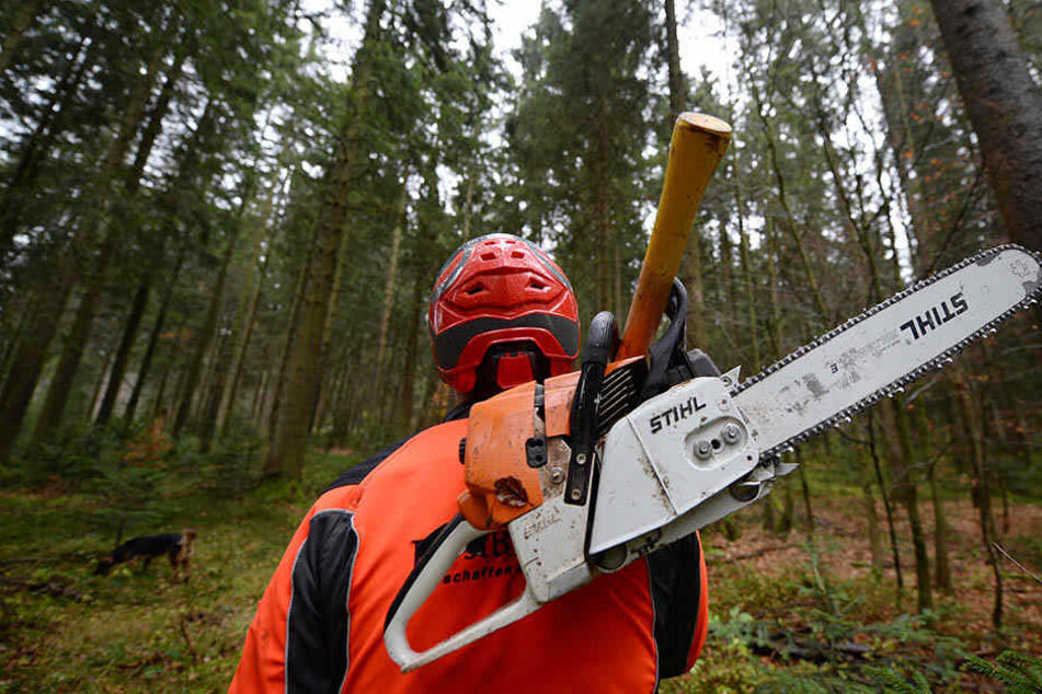 Der Ökolöwe will auf den Verlust an Stadtgrün in Leipzig aufmerksam machen. (Symbolbild)