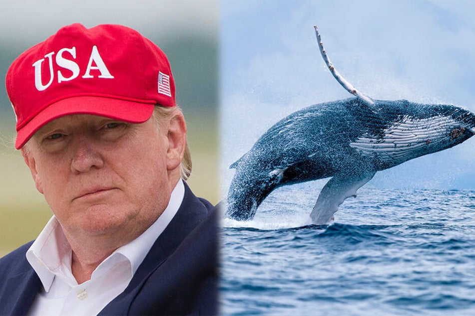 Weitere Netz-Blamage: Donald Trump und der "Prince of Whales".