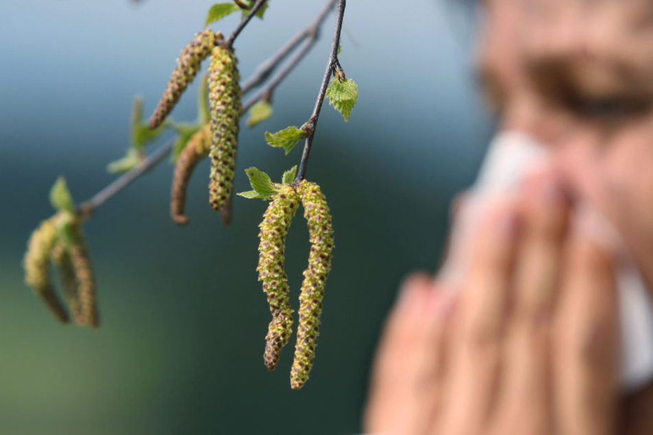 Unter anderem fliegen derzeit Birkenpollen. (Symbolbild)