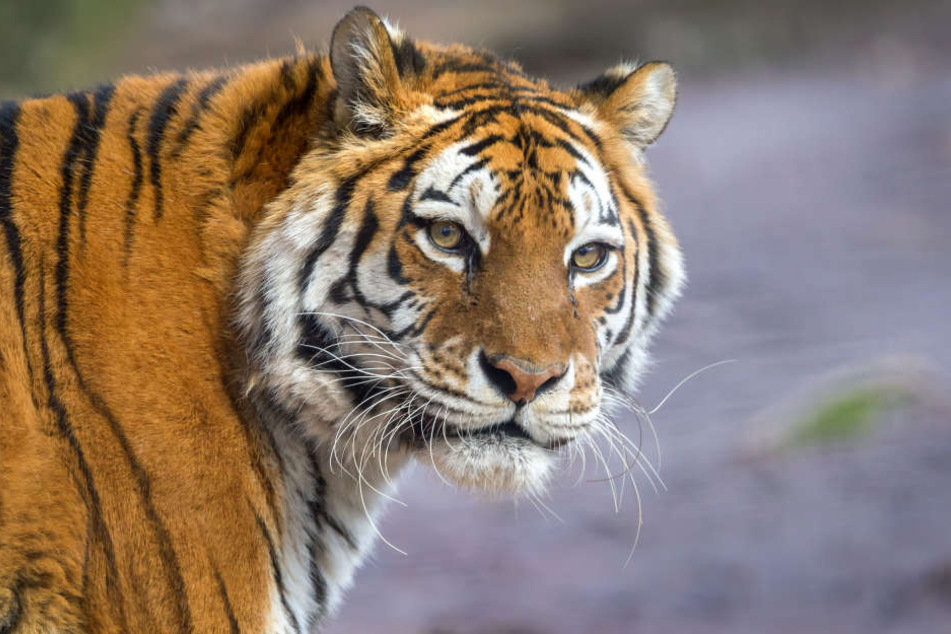 Tigerin Taiga ist mit 19 Jahren an Krebs verstorben.