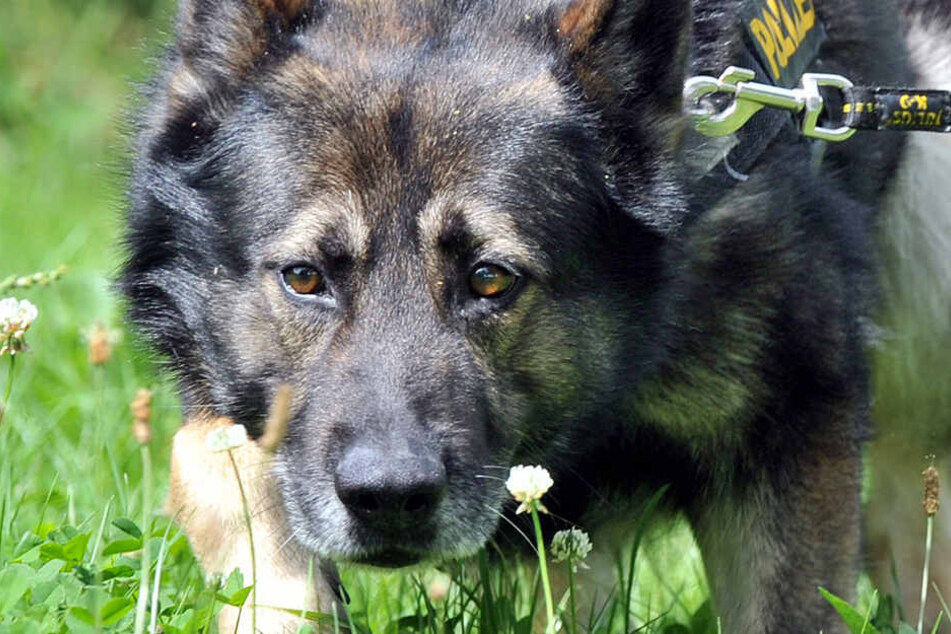 Die Polizei suchte auch mit einem Fährtenhund nach dem flüchtigen Fahrer. (Symbolbild)