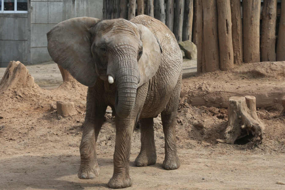 Elefantenkuh Bibi auf der Außenanlage des Bergzoos Halle. Nun hat sie im Serengeti-Park Hodenhagen eine neue Heimat gefunden.