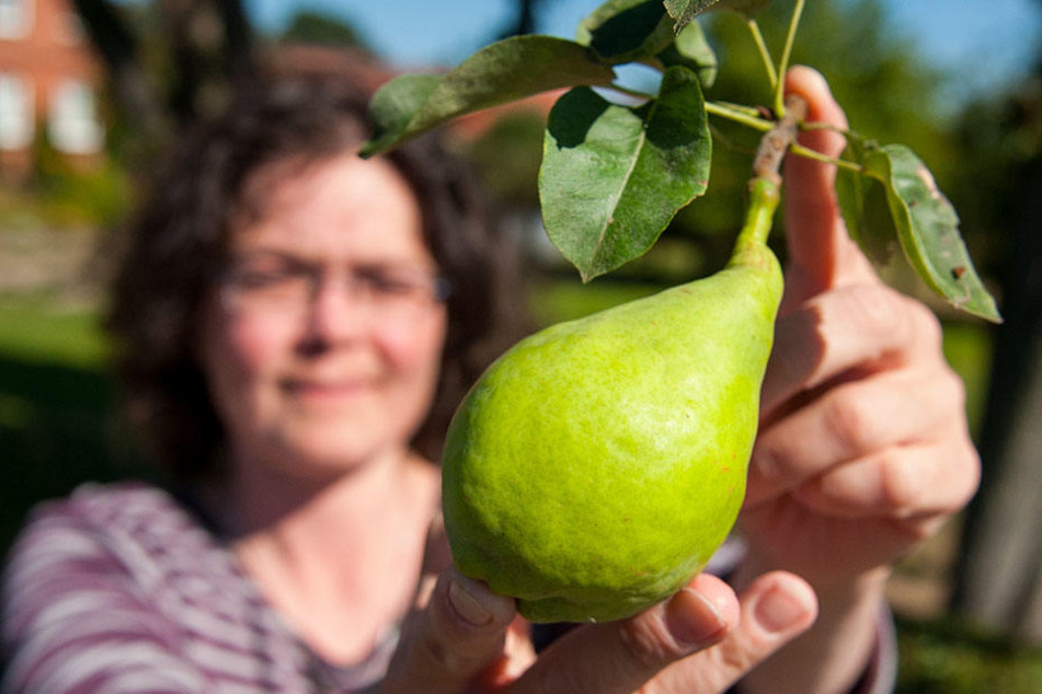 Umweltwissenschaftlerin Cornelia Bretz hält eine Birne mit dem Namen "Bardowicker Speckbirne" in den Händen. Ihr Verein "Konau 11 - Natur" sucht nach raren und verschollenen Obstsorten.