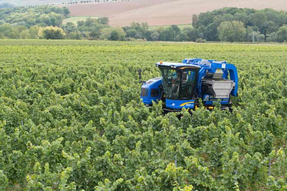 In diesem Jahr wird in Thüringen die Weinlese früher beginnen.