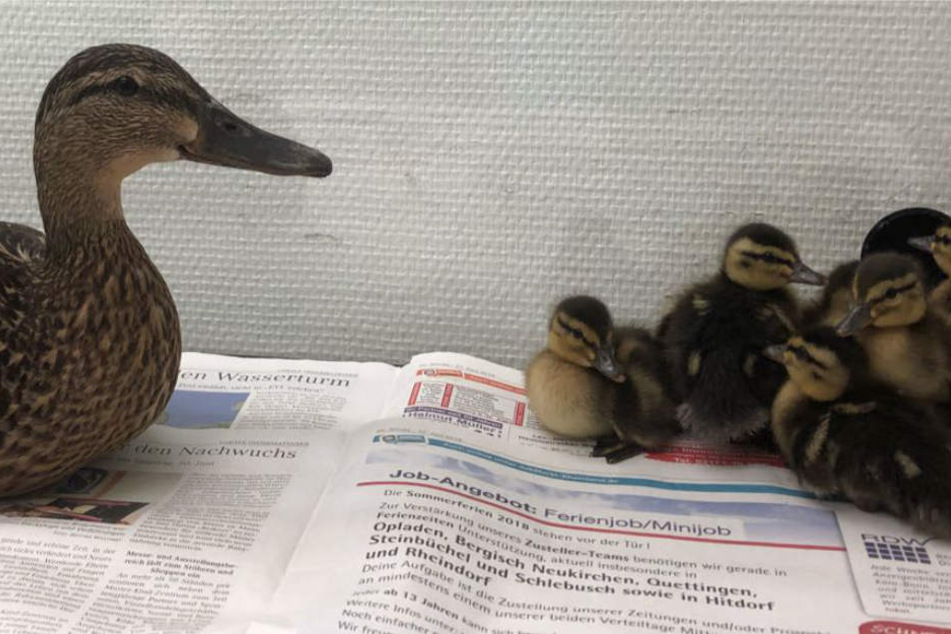 Nun ist die ganze Vogelfamilie wieder vereint.