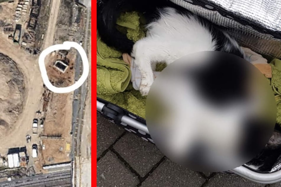 Die Katze wurde unweit der neu erbauten Gleis-Brücke in der Landsberger Straße gefunden.