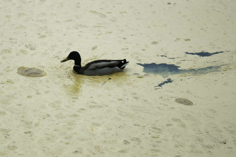 Eine Ente schwimmt durch den Pollenmatsch, der im Schluchsee bei Freiburg treibt.