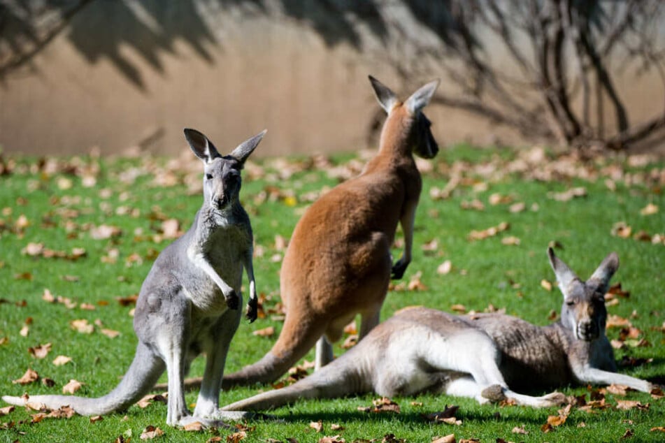Drei Kängurus in der Stuttgarter Wilhelma. Der Zoo unterstützt die Rettung von Tieren in Australien.