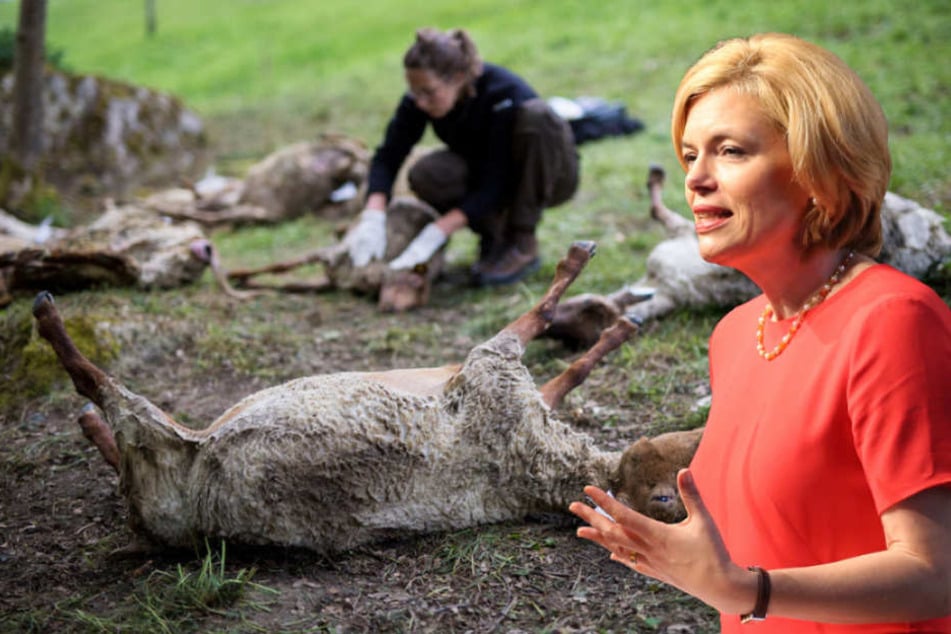 Agrarministerin Julia Klöckner (45, CDU) will die Ausbreitung der Wölfe begrenzen. (Bildmontage)