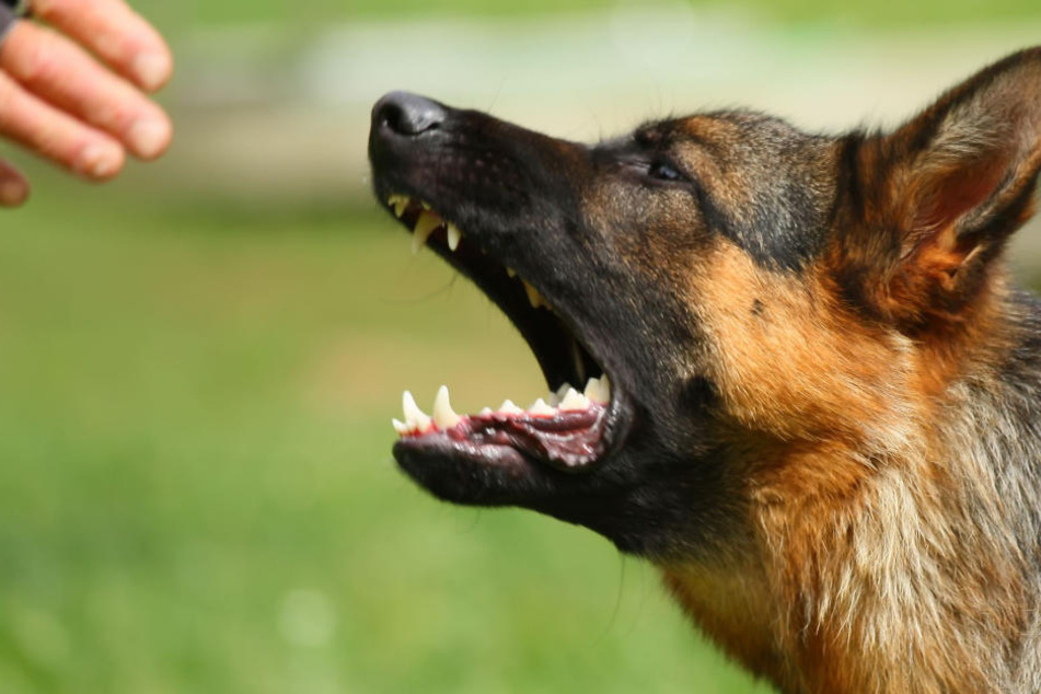 Der Hund war frei herumgelaufen und hatte plötzlich den 12-Jährigen gebissen. (Symbolbild)