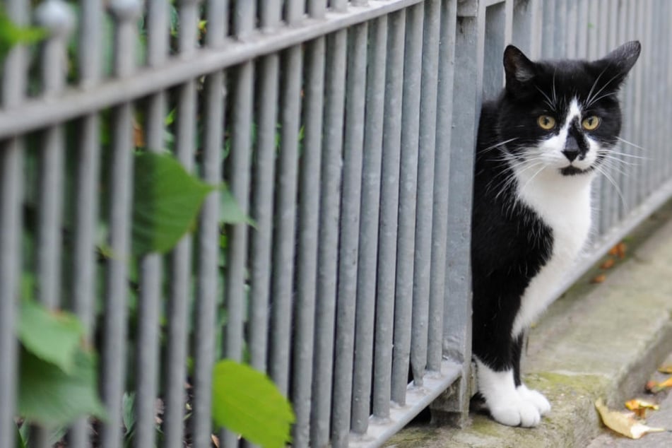 Besonders nicht kastrierte Katzen stellen eine Gefahr für die Wildtiere dar.