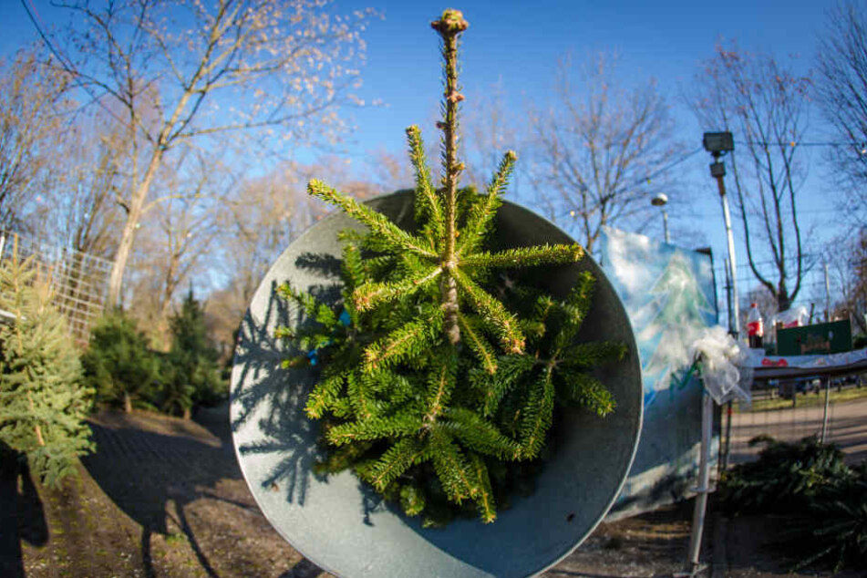 Wenn es um den Weihnachtsbaum geht, bevorzugen die meisten Kunden Nordmanntannen. Aber auch Blau- und Rotfichten werden gekauft. (Archivbild)