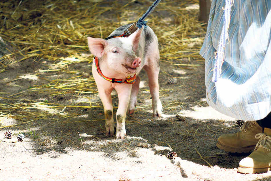 Ferkel Fryda war Publikumsliebling
auf der Waldbühne Jonsdorf. Deshalb wurde sie vor dem Metzger gerettet.