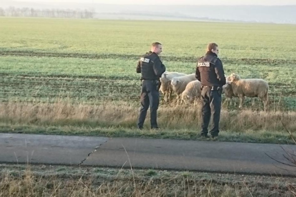Die Polizisten brachten die Schafe sicher wieder nach Hause.