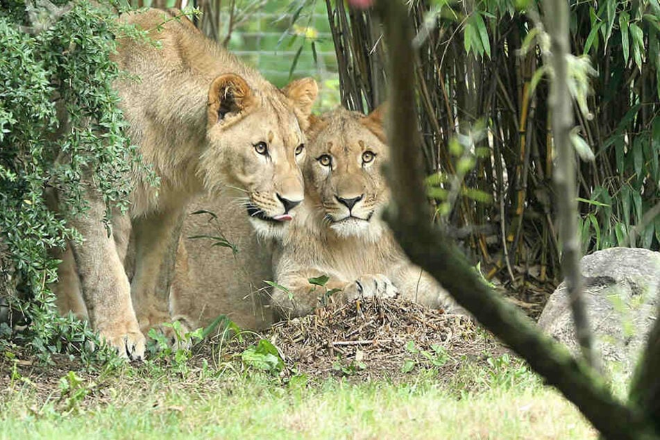 Die Löwenanlage in der Majo und Motshegetsi bleibt bis auf Weiteres geschlossen.