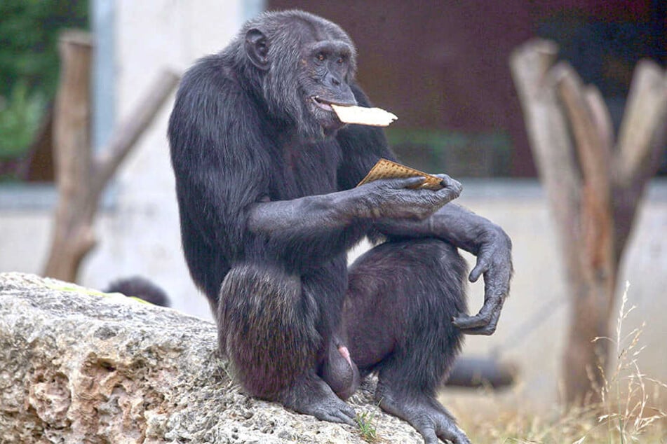 Ein Schimpanse frisst im Safari-Zoo Ramat Gan bei Tel Aviv ungesäuertes Matze-Brot. Am jüdischen Pessach-Fest werden die besonderen Speisevorschriften in Israel sogar von Zootieren eingehalten.