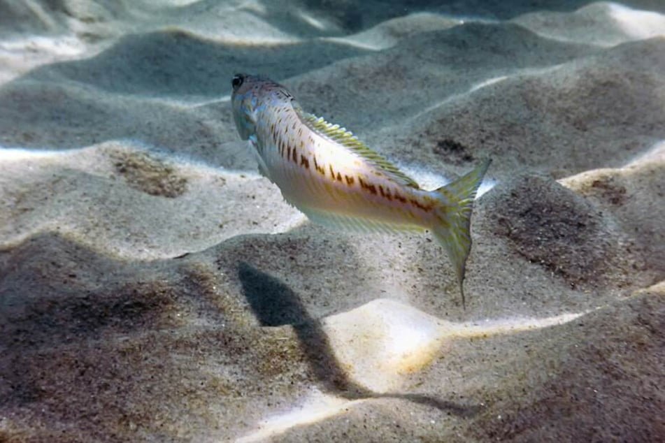 Das Petermännchen schwimmt durch das Wasser.