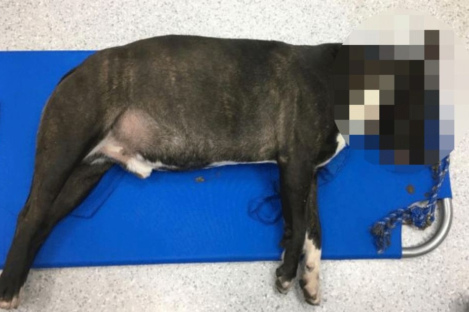 Tierschützerin geschockt Hund mit Schlinge um Hals an Baum hochgezogen