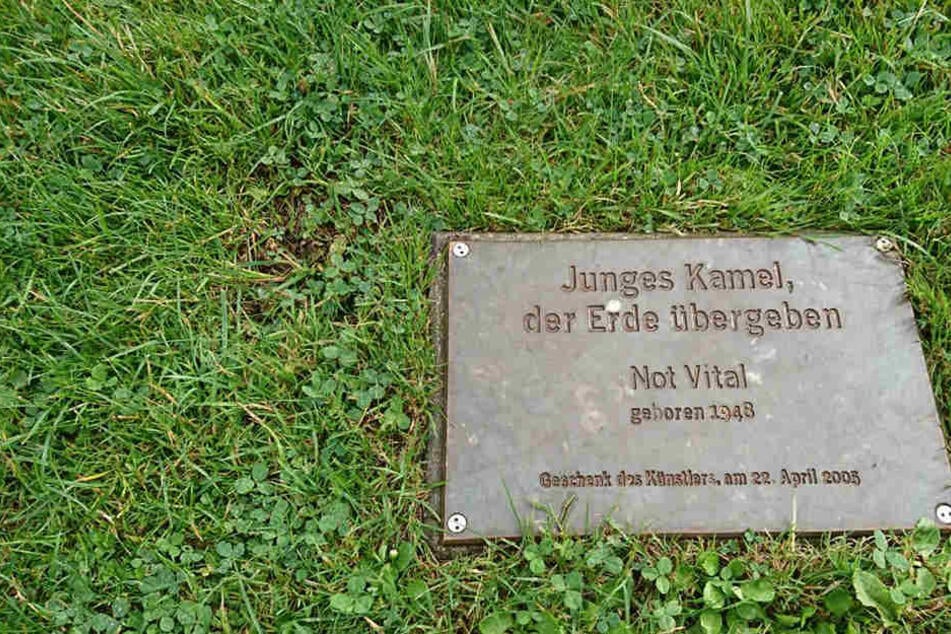 Im Kunsthallenpark in Bielefeld verrottet unter der Erde ein echtes, aber totes Kamel.