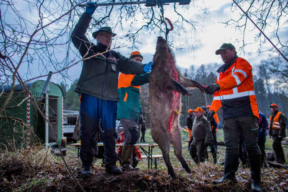 Forstarbeiter und Jäger wiegen ein bei der Treibjagd abgeschossenes Wildschwein. (Symbolbild)