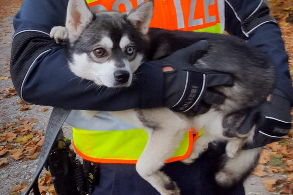 Die Bundespolizisten konnten den kleinen Husky schließlich einfangen.