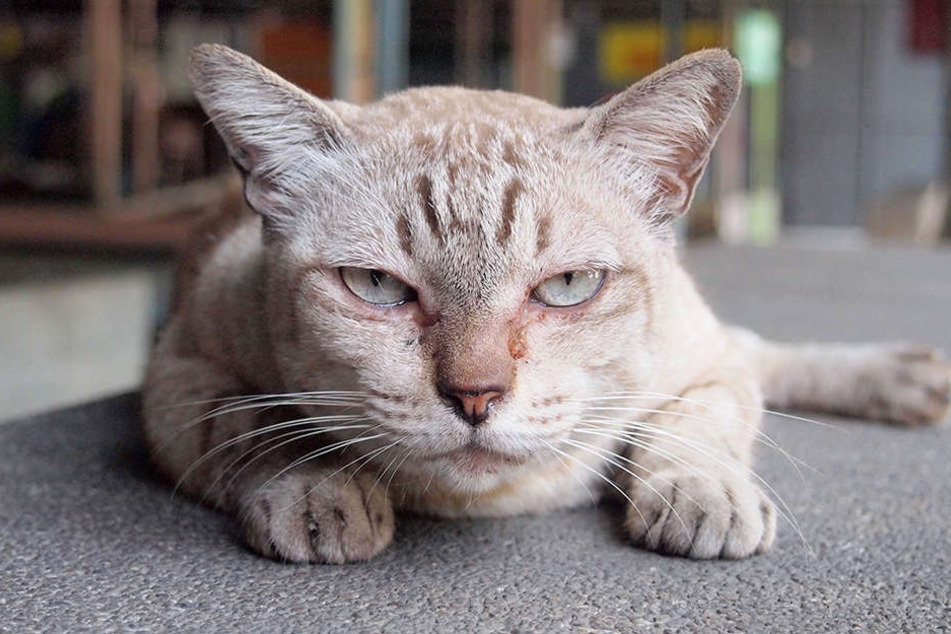 Sind die Tage der neuseeländischen Hauskatze gezählt?