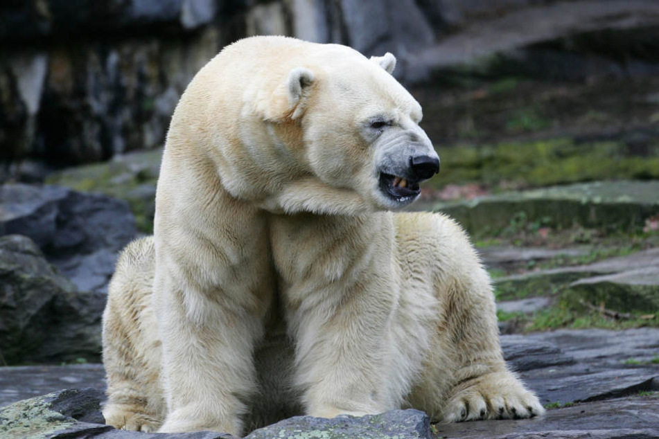 Eisbärin Aika im Berliner Tierpark ist gestorben.