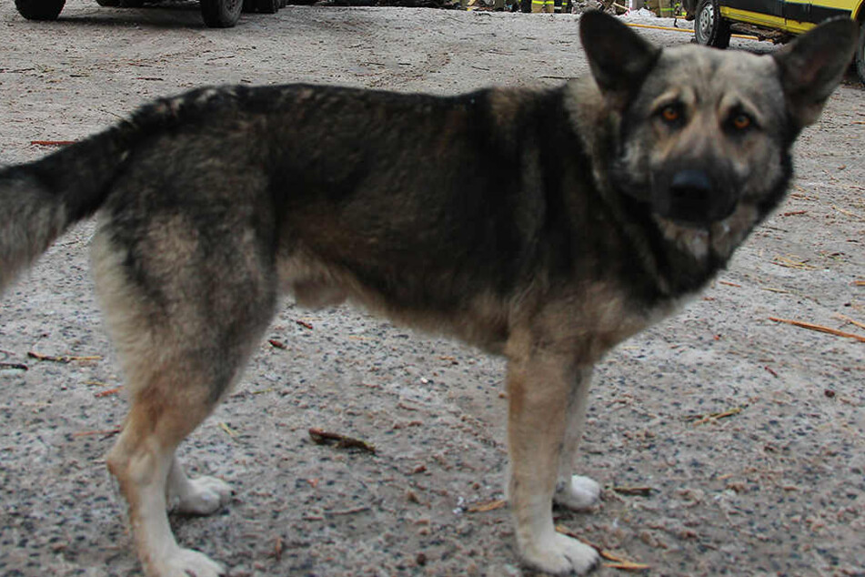 Nach dem Hunde- Katzenstreit gab es Blechschäden!