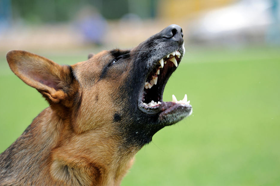 Bellende Hunde verteidigen ihr Revier, weil sie Angst haben, meint Ralph Ruthe.