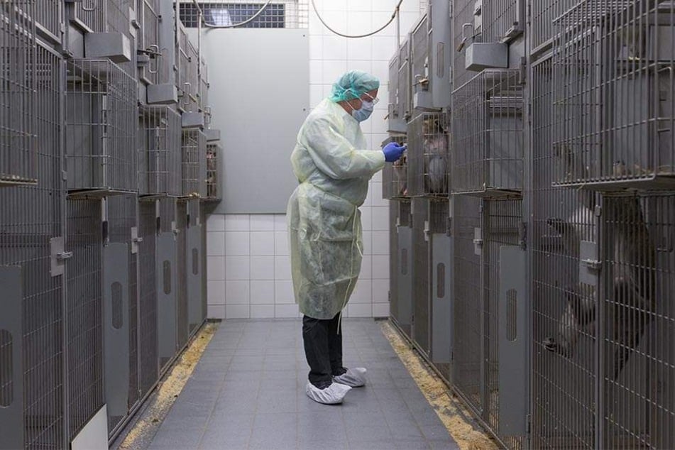An der Universität Münster werden zu Forschungszwecken Tierversuche durchgeführt.