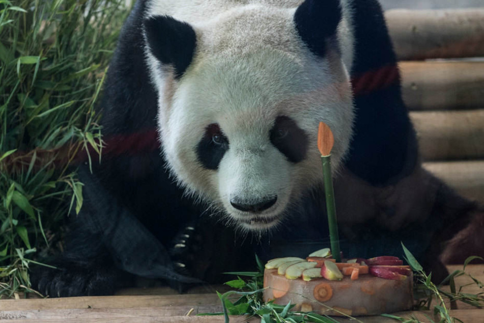 Panda-Mann Jiao Qing konnte sich schon im letzten Jahr über eine Torte zum Geburtstag freuen.