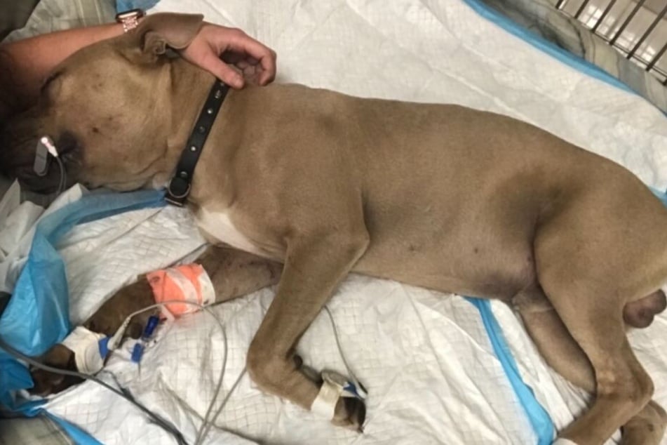 Pit Bull Zeus starb mit nur acht Monaten.