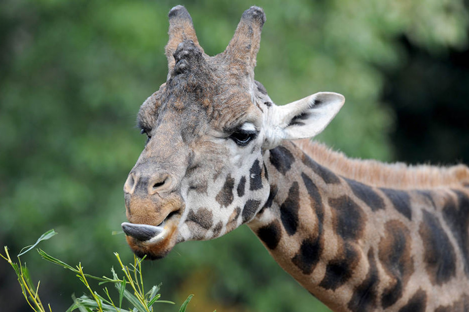 Vermutlich stolperte die Giraffe , während sich ihr Hals in der Astgabel befand. (Symbolbild)