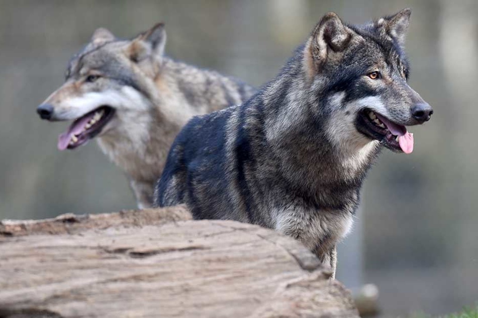 Angeblich soll ein Wolf in Niedersachsen einen Mensch angefallen haben.