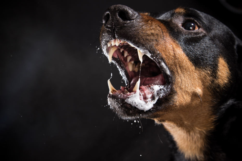 Zwei Rottweiler bissen ein Schaf tot. (Symbolbild)