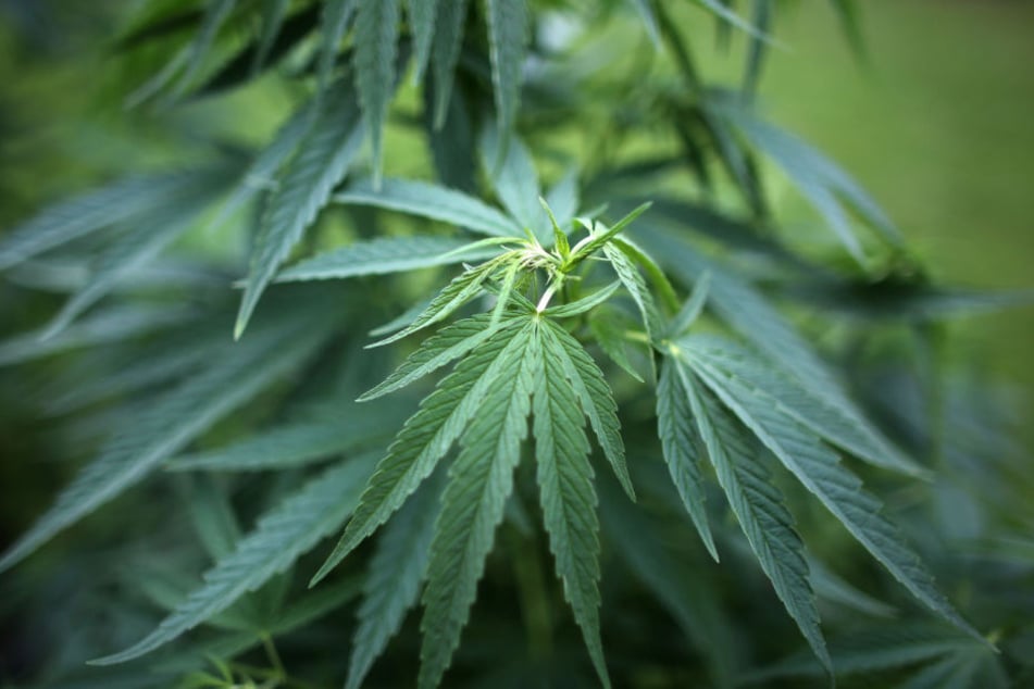 Bei ihrem Betriebsausflug haben Polizeibeamte auf einer Dachterrasse gleich mehrere große Cannabispflanzen entdeckt. (Symbolbild)
