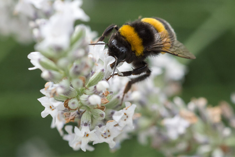 Sonne und mildere Tagestemperaturen locken bereits die ersten Hummel-Königinnen aus dem Boden.