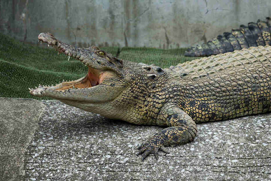 Das Krokodil riss die Forscherin urplötzlich ins Becken. (Symbolbild)