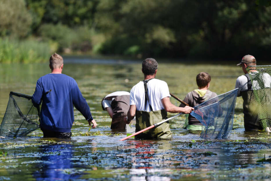 Helfer sammelten 2015 tote Fische in der Jagst ein. (Archiv)