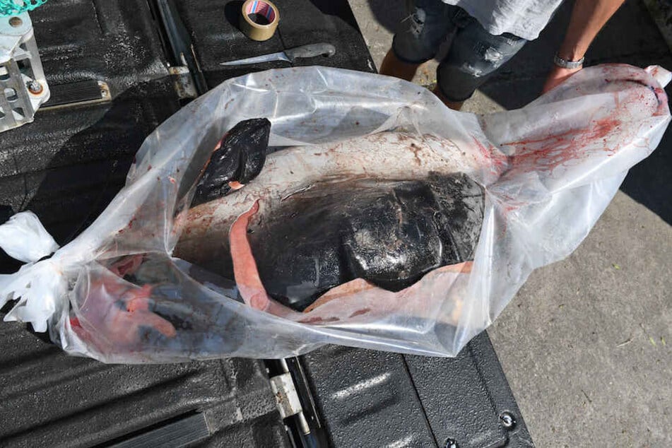 Das tote Schweinswal-Weibchen wurde auf einem Pick-Up-Truck zum Deutschen Meeresmuseum nach Stralsund gebracht.