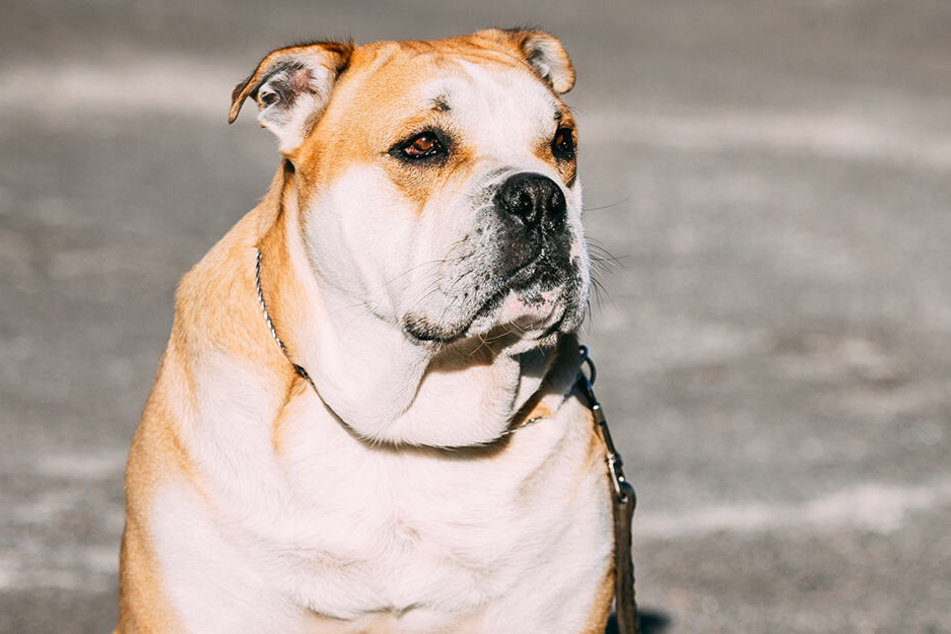 Hunde, wie dieser Dogo Canario zerfleischten die Frau zu Tode (Symbolbild).