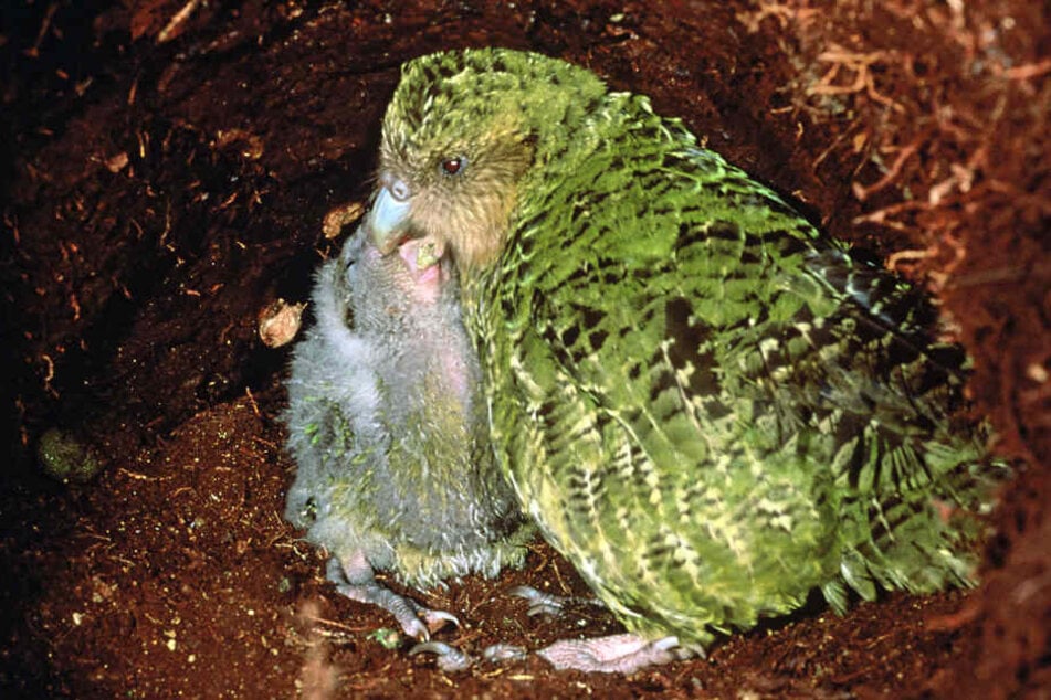 Im neuseeländischen Codfish füttert ein Kakapo seinen Nachwuchs.