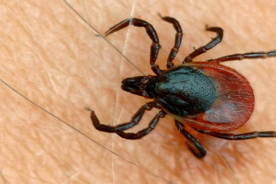 Borreliose wird von Zecken übertragen.