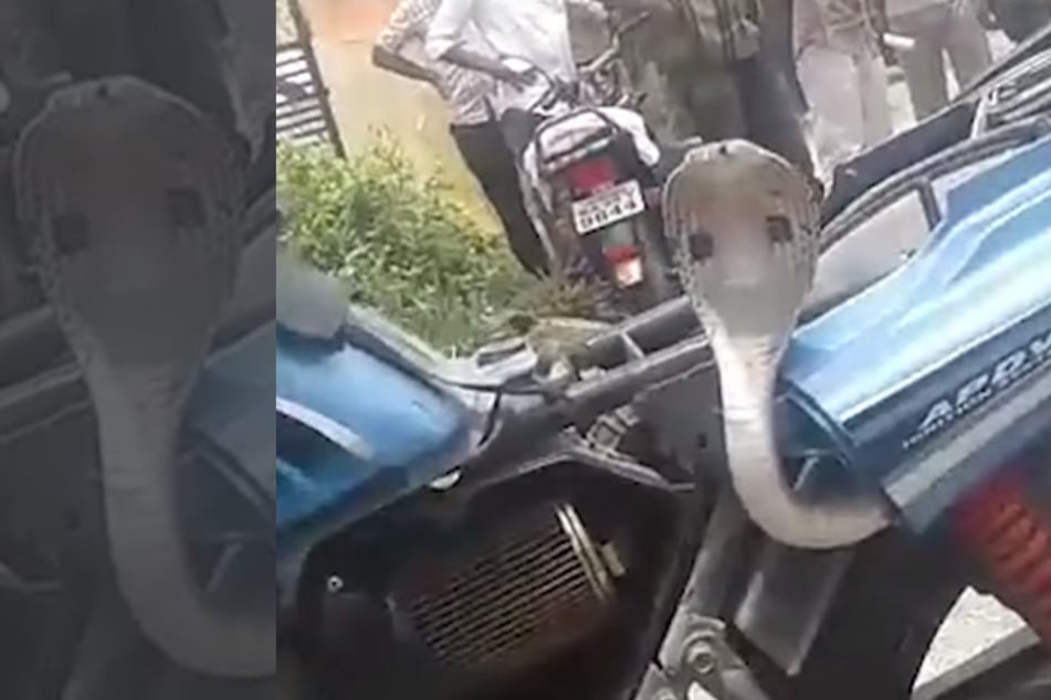 Die Schlange war durch eine kleine Öffnung auf der Rückseite des Motorrad gekrochen.