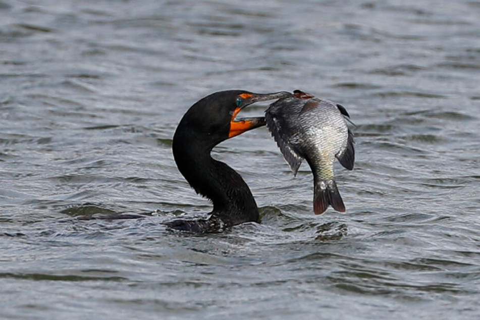 Ein Kormoran hat einen Fisch im Schnabel.